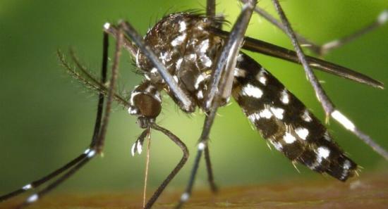 Dengue on Rise as Rainy Weather Continues